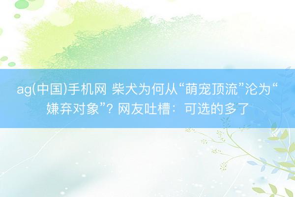 ag(中国)手机网 柴犬为何从“萌宠顶流”沦为“嫌弃对象”? 网友吐槽：可选的多了